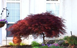 2282-Red-Dragon-Japanese-Maple